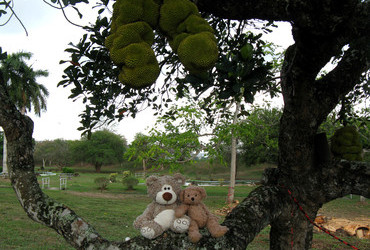 Jackfruit is the largest tree-borne fruit in the world reaching 80 pounds - Port of Spain, Trinidad and Tobago