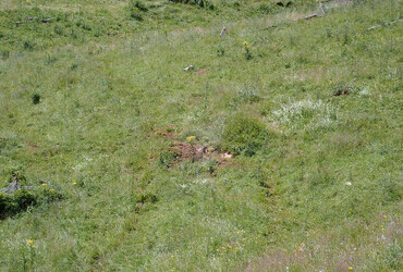 Find the two marmots.