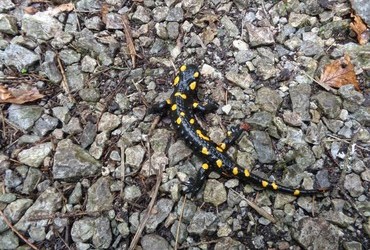 Salamander in Schneeberg