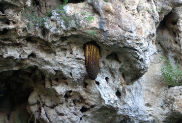 Wild beehive, Krushunksi waterfalls