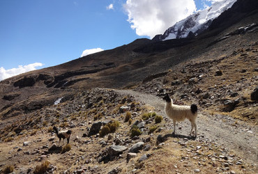 First encounter with llamas, Cordillera Real, Bolivia