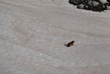 Sexton Dolomites - marmot