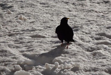 Sexton Dolomites - mountain bird, Are you talking to me?