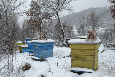 Slavianka, Izvora hut - The bees are nowhere to be seen