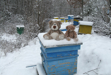 Slavianka, Izvora hut - Do you know where the bees live in winter?