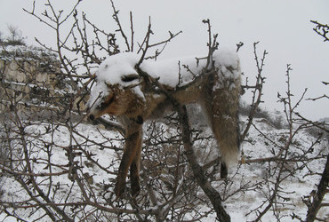 "Flying" fox in aragonite quarry, Kozhuh mountain