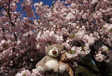Hanami - brought to you by Bloomingbears