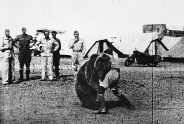 Polish 22 Transport Artillery Company watch as one of their comrades play wrestles with Wojtek their mascot bear during their service in the Middle East