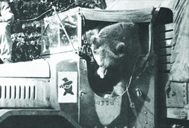 Wojtek - the soldier bear